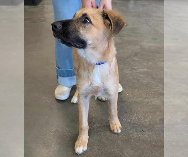 Medium Photo #3 Anatolian Shepherd-German Shepherd Dog Mix Puppy For Sale in Rockwall, TX, USA