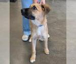 Small #2 Anatolian Shepherd-German Shepherd Dog Mix