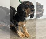 Small #2 Cocker Spaniel