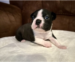 Boston Terrier Puppy for sale in WASHBURN, MO, USA