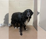 Small #5 Border Collie