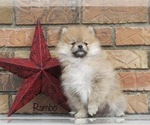 Small Photo #2 Pomeranian Puppy For Sale in BLUFORD, IL, USA