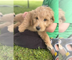 Goldendoodle Puppy for sale in CHILLICOTHE, OH, USA