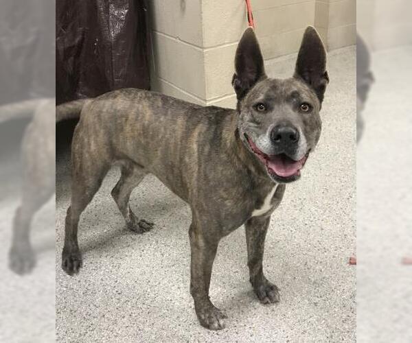 Medium Photo #1 Mutt Puppy For Sale in Conroe, TX, USA