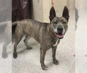 Mutt Dogs for adoption in Conroe, TX, USA