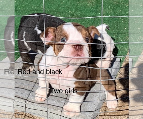Medium Photo #4 English Bulldog Puppy For Sale in VICTORVILLE, CA, USA