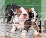 Small #3 English Bulldog