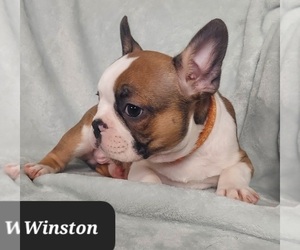Faux Frenchbo Bulldog Puppy for sale in POMEROY, OH, USA