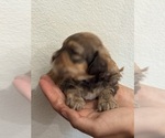 Small #13 Bernedoodle (Miniature)