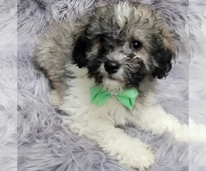 ShihPoo Dog for Adoption in INDIANAPOLIS, Indiana USA
