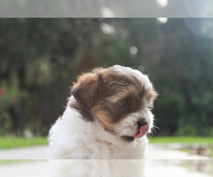 Maltipoo-Morkie Mix Puppy for sale in LITHIA, FL, USA