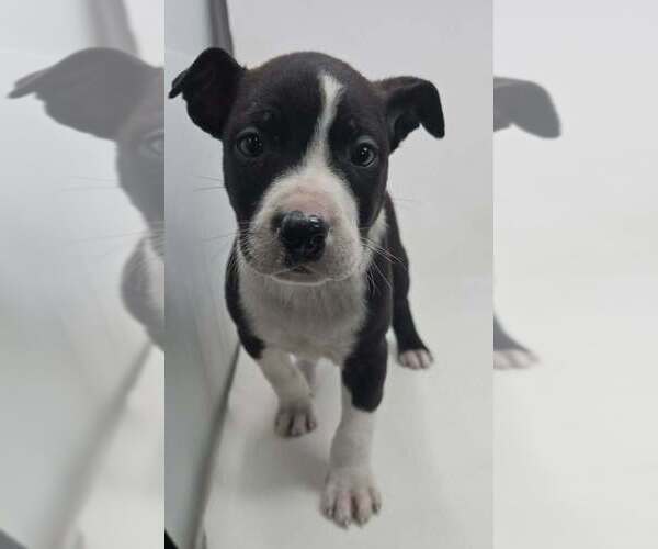 Medium Photo #3 Labrador Retriever-Unknown Mix Puppy For Sale in Brewster, NY, USA