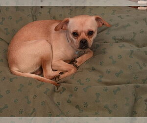 Boo - Male Chug Dog for Adoption - Photo #4