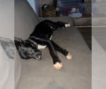 Small #6 Mutt