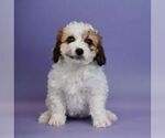 Small Photo #1 Cavapoo Puppy For Sale in WARSAW, IN, USA