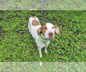 Mutt Dogs for adoption in San Antonio, TX, USA