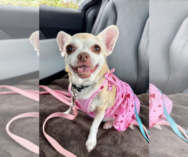 Medium Photo #4 Chihuahua Puppy For Sale in Seal Beach, CA, USA