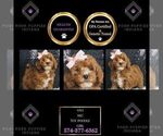 Puppy Vivi AKC Poodle (Miniature)