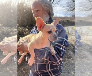 Medium French Bullhuahua