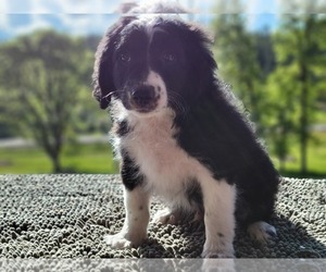 Aussiedoodle Miniature  Puppy for sale in LEBANON, OR, USA