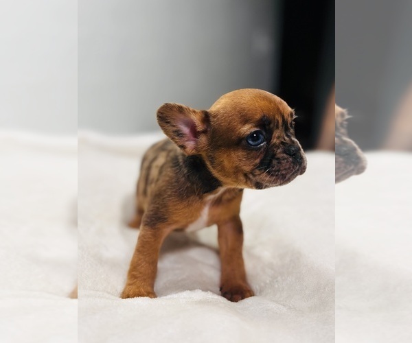 Medium Photo #1 French Bulldog Puppy For Sale in ROSWELL, NM, USA