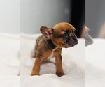 Small Photo #1 French Bulldog Puppy For Sale in ROSWELL, NM, USA