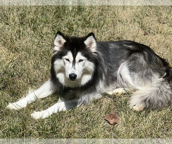 Medium Photo #2 Siberian Husky Puppy For Sale in Cary, NC, USA