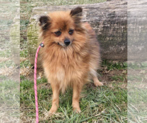 Pomeranian-Unknown Mix Dogs for adoption in Unionville, PA, USA