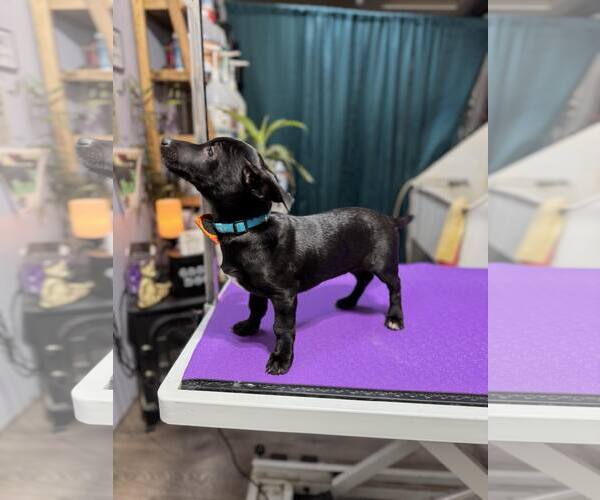 Medium Photo #6 Dachshund-Italian Greyhound Mix Puppy For Sale in Arlington, WA, USA