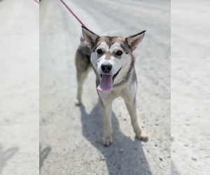 Huskies -Unknown Mix Dogs for adoption in Anchorage, AK, USA
