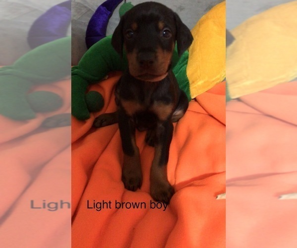 Medium Photo #1 Doberman Pinscher Puppy For Sale in WEST MONROE, LA, USA