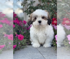 Shih Apso Puppy for sale in CANOGA, NY, USA