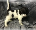 Small Photo #21 English Setterdoodle Puppy For Sale in CHETEK, WI, USA