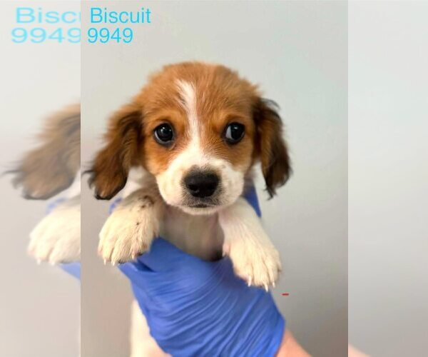 Medium Photo #1 Beagle-Unknown Mix Puppy For Sale in New York, NY, USA