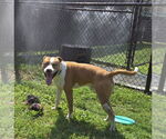 Small #2 American Pit Bull Terrier Mix