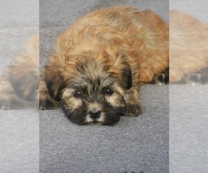 Havanese Puppy for sale in WILSON, NY, USA