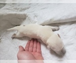 Small #65 Labrador Retriever