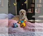 Small #3 Havanese
