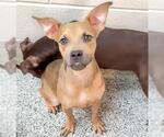 Small Boxer Mix