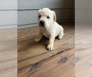 Mutt Puppy for sale in CULLMAN, AL, USA