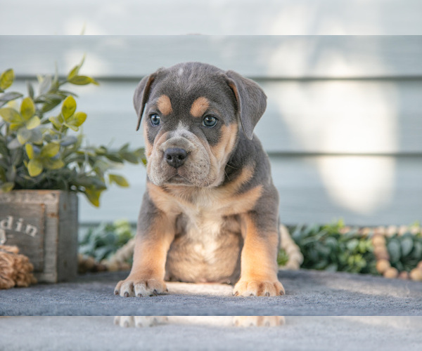 Medium Photo #6 Beabull Puppy For Sale in MILLERSBURG, OH, USA