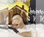 Small #4 Cocker Spaniel