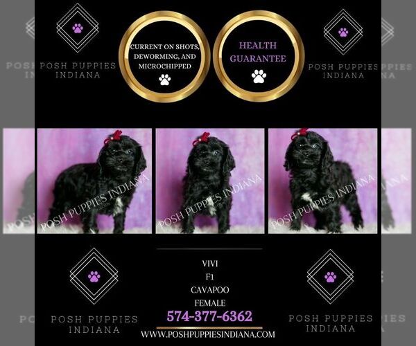 Medium Photo #79 Cavapoo (Miniature) Puppy For Sale in WARSAW, IN, USA
