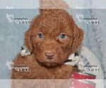 Small Photo #17 Aussiedoodle-Poodle (Toy) Mix Puppy For Sale in SANGER, TX, USA