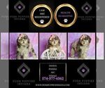 Small #7 Poodle (Miniature)