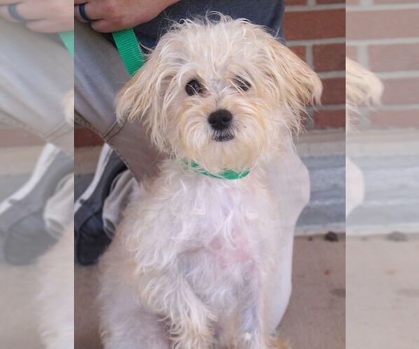 Medium Photo #1 Wapoo Puppy For Sale in Carrollton, TX, USA