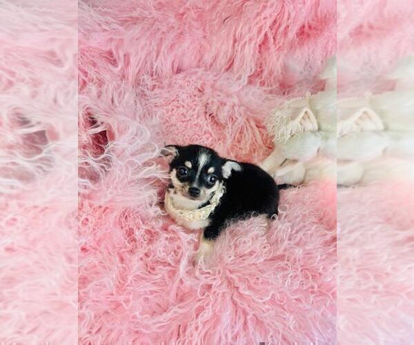 Medium Photo #3 Chihuahua Puppy For Sale in PEMBROKE PINES, FL, USA