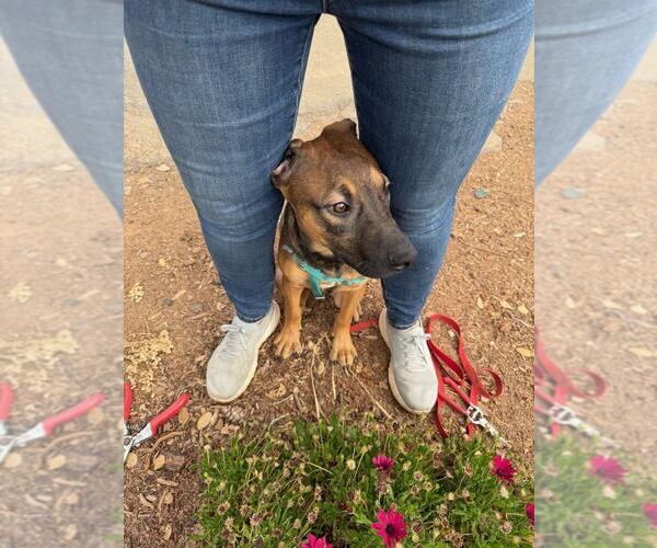 Medium Photo #6 Beagle-Unknown Mix Puppy For Sale in Dana Point, CA, USA
