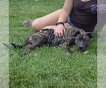 Small #4 American Staffordshire Terrier-Boxer Mix