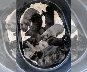 Cane Corso Puppy for sale in SPRING VALLEY, CA, USA